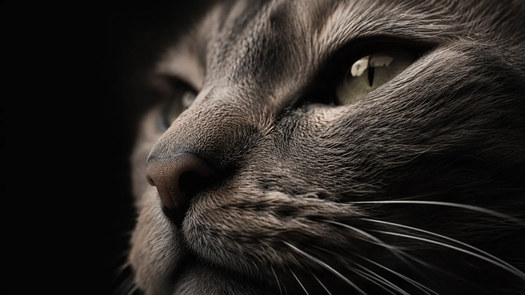 Extreme close-up of a tabby cat’s face: individual fur strands, whiskers and a green iris in shallow focus.